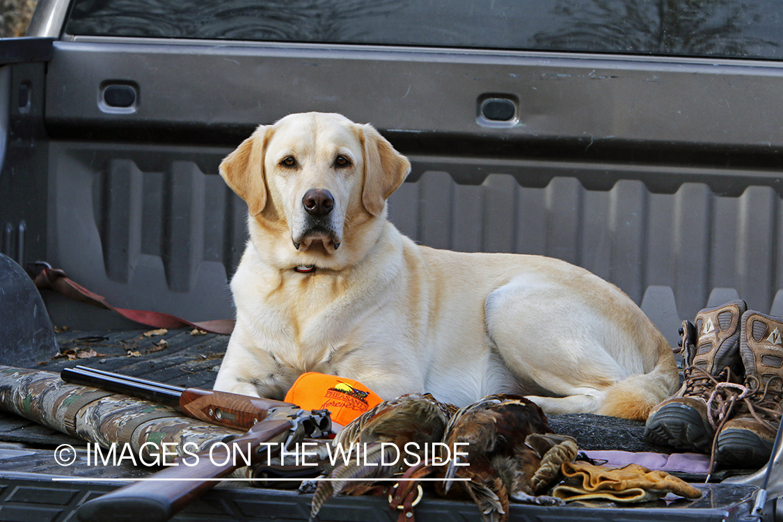 Yellow lab with bagged pheasant in back of pick-up.