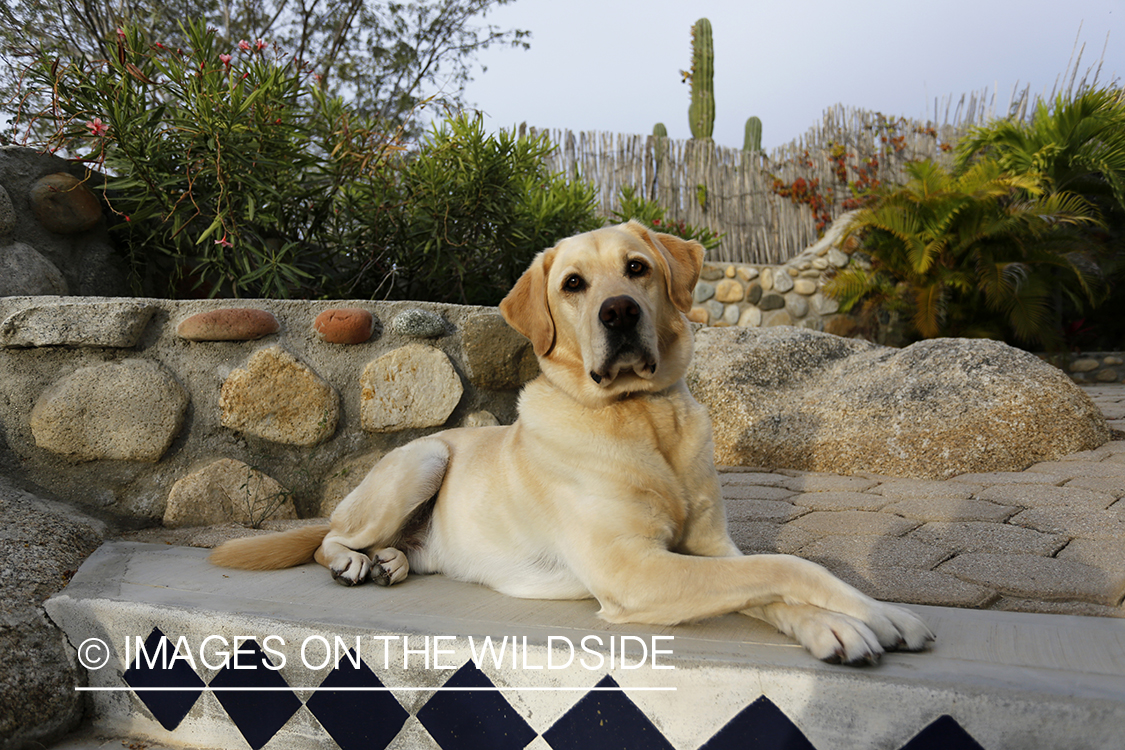 Yellow lab laying on tile stairs. 