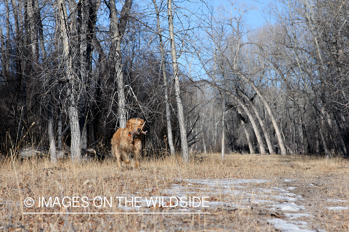 Golden Retriever with antler sheds.