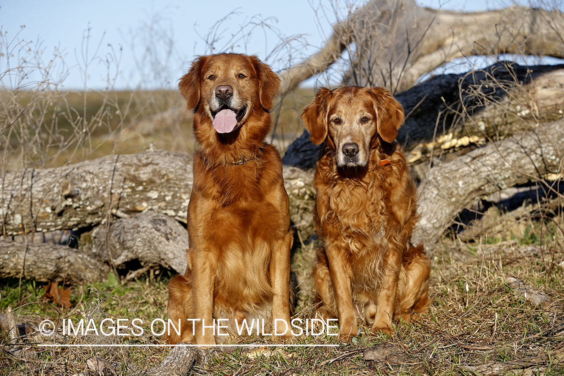 Golden Retrievers