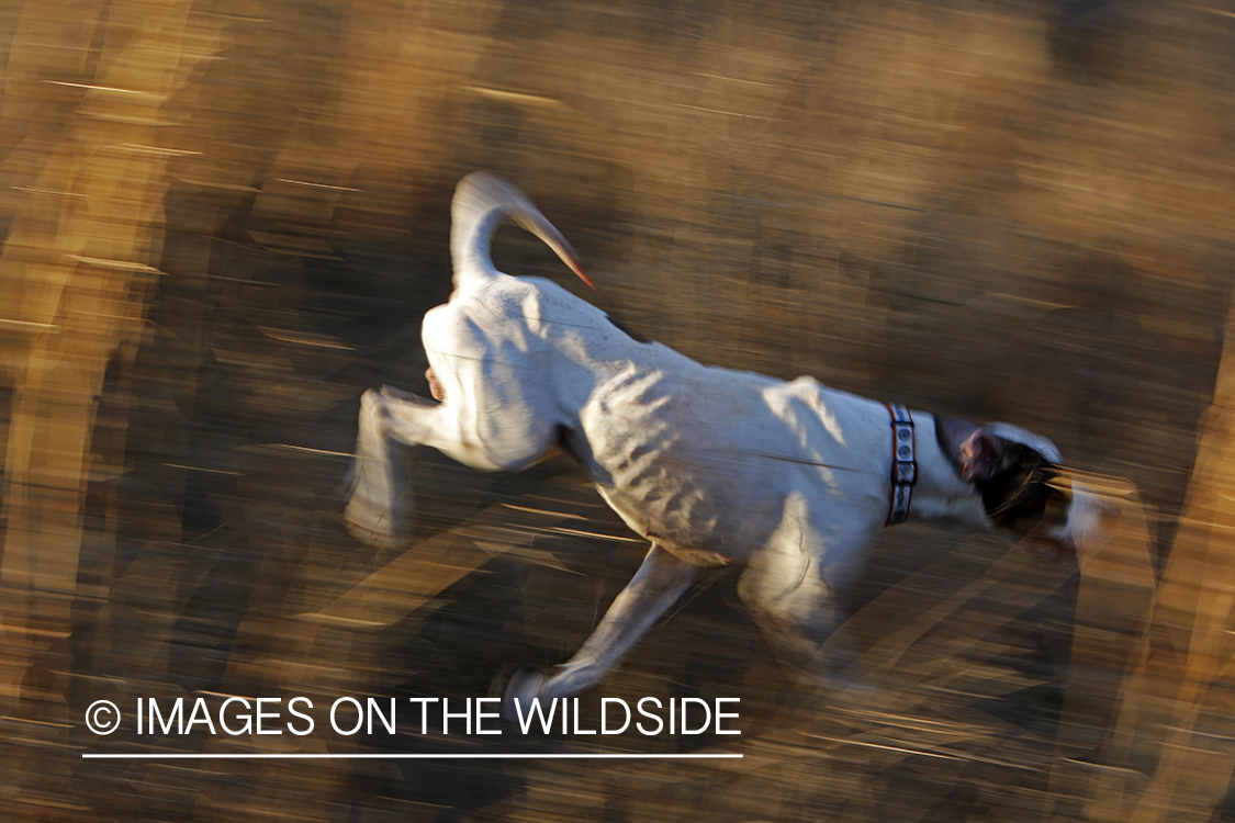 English pointer on bobwhite quail hunt.