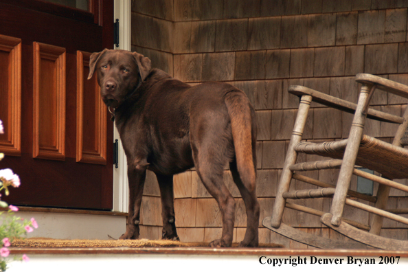 Chocolate Labrador Retriever