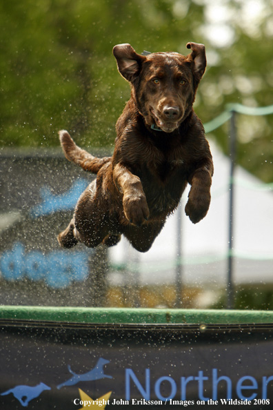 Labrador Retriever