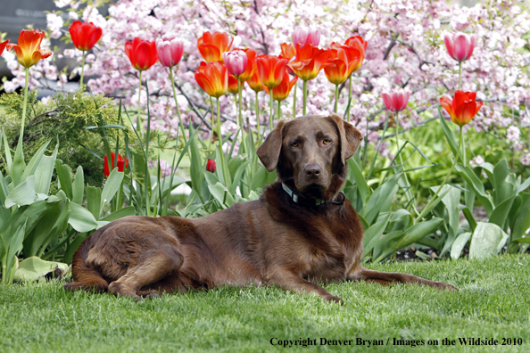 Chocolate Labrador Retriever