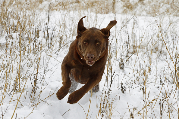 Chocolate Labrador Retriever