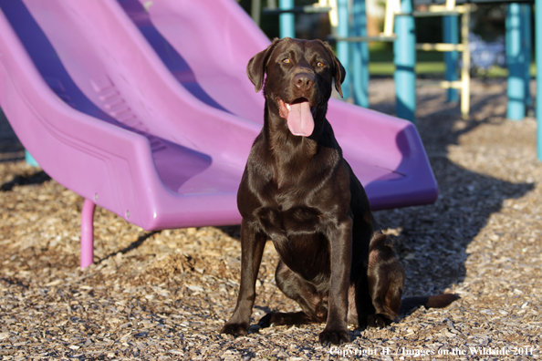 Chocolate Labrador Retriever.