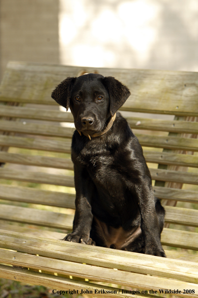 Black Labrador Retriever puppy