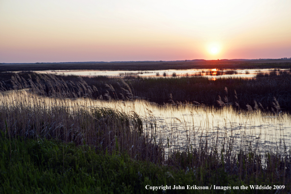 Sunset on wetlands