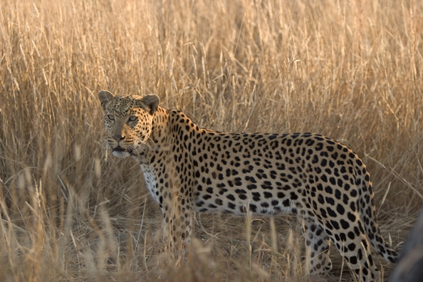 Leopard in habitat. Africa