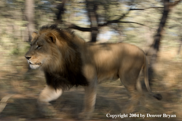 Male African lion running. Africa