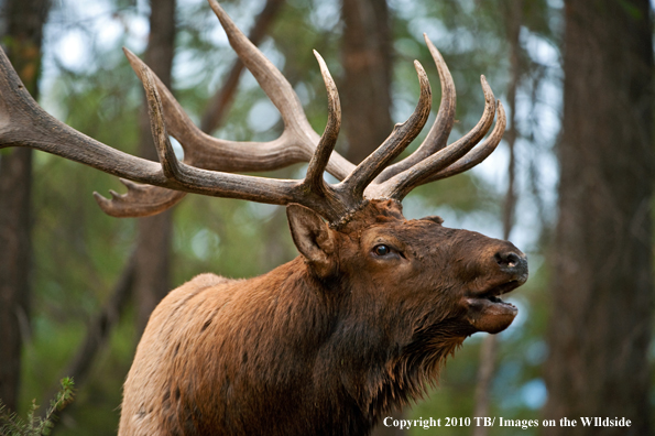 Rocky mountain elk in habitat.