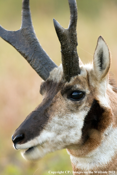 Pronghorn Antelope in habitat. 