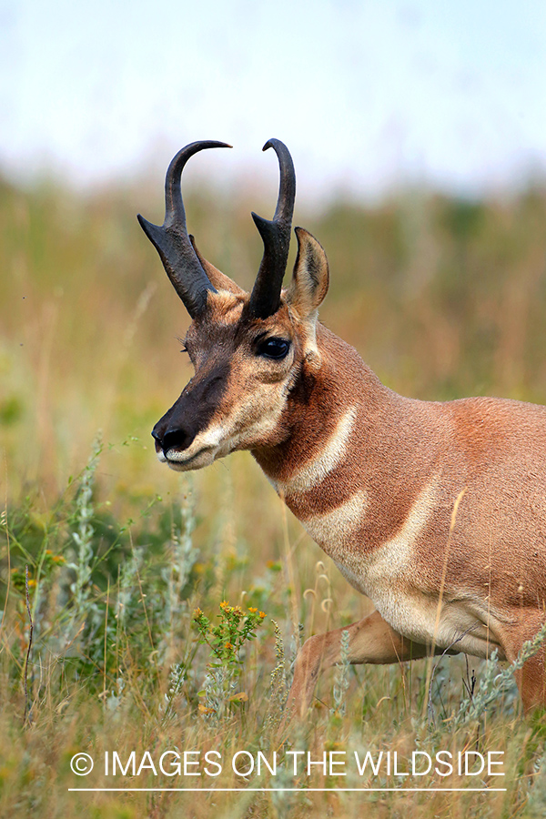 Pronghorn antelope in field.