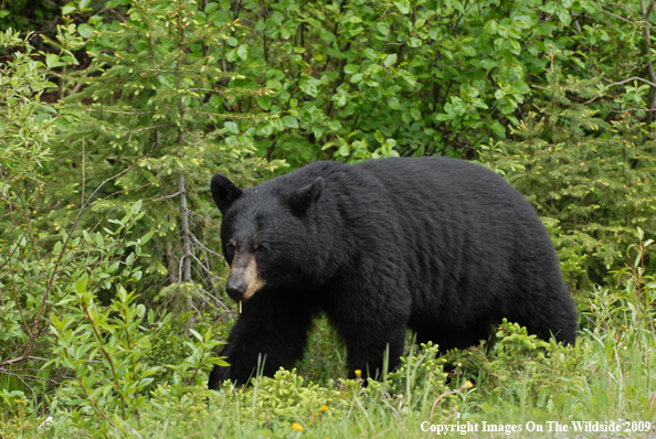 Black Bear