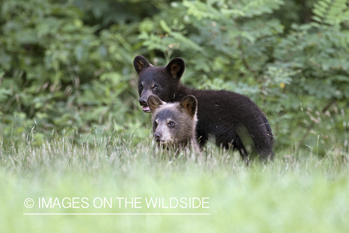 Black Bear cubs in habitat.