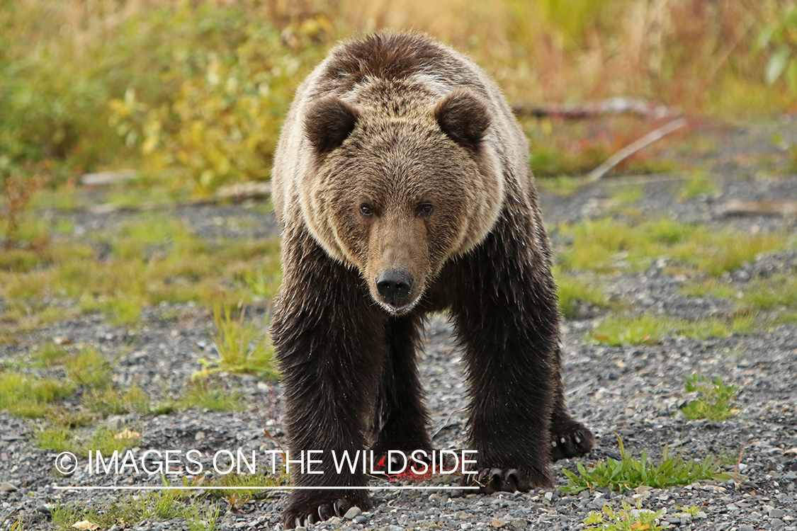 Brown Bear in Alaska.