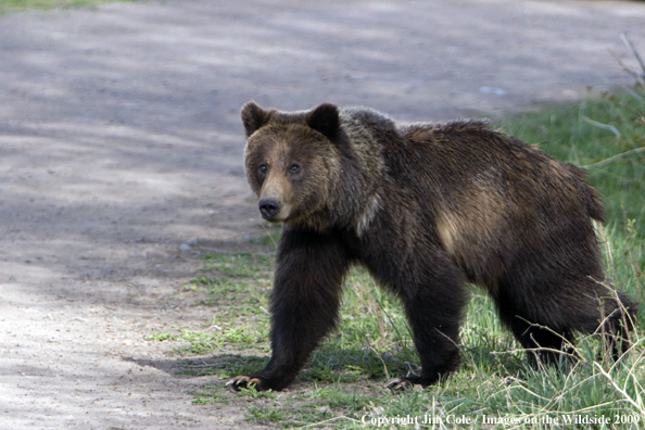 Grizzly bear in habitat