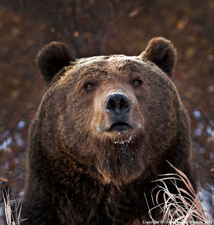 Grizzly Bear in habitat.