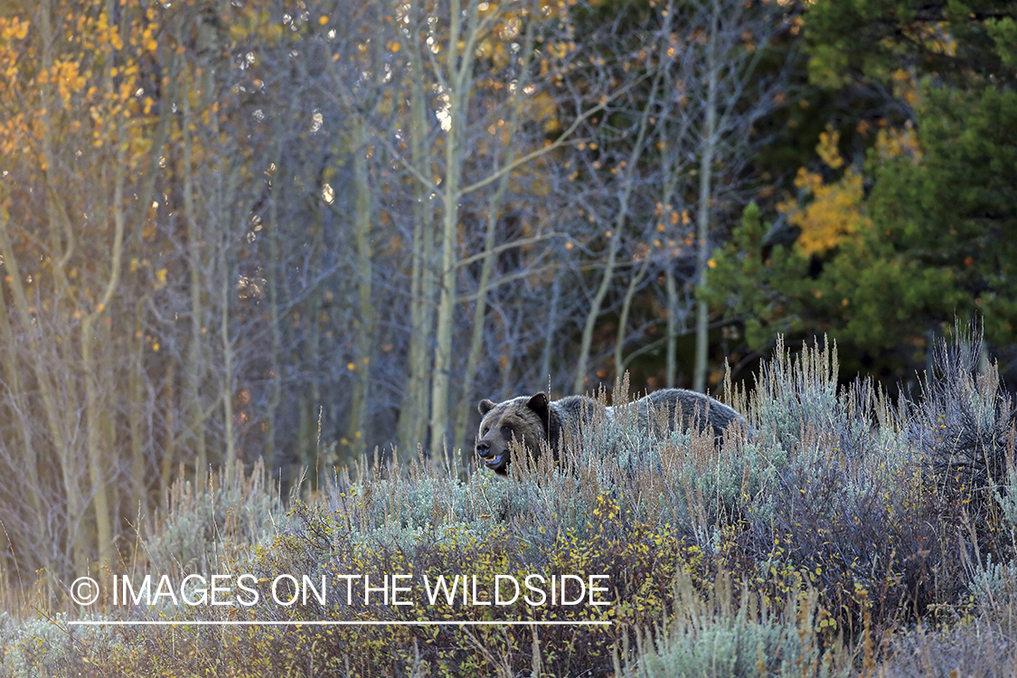 Grizzly bear in Rocky Mountain habitat.