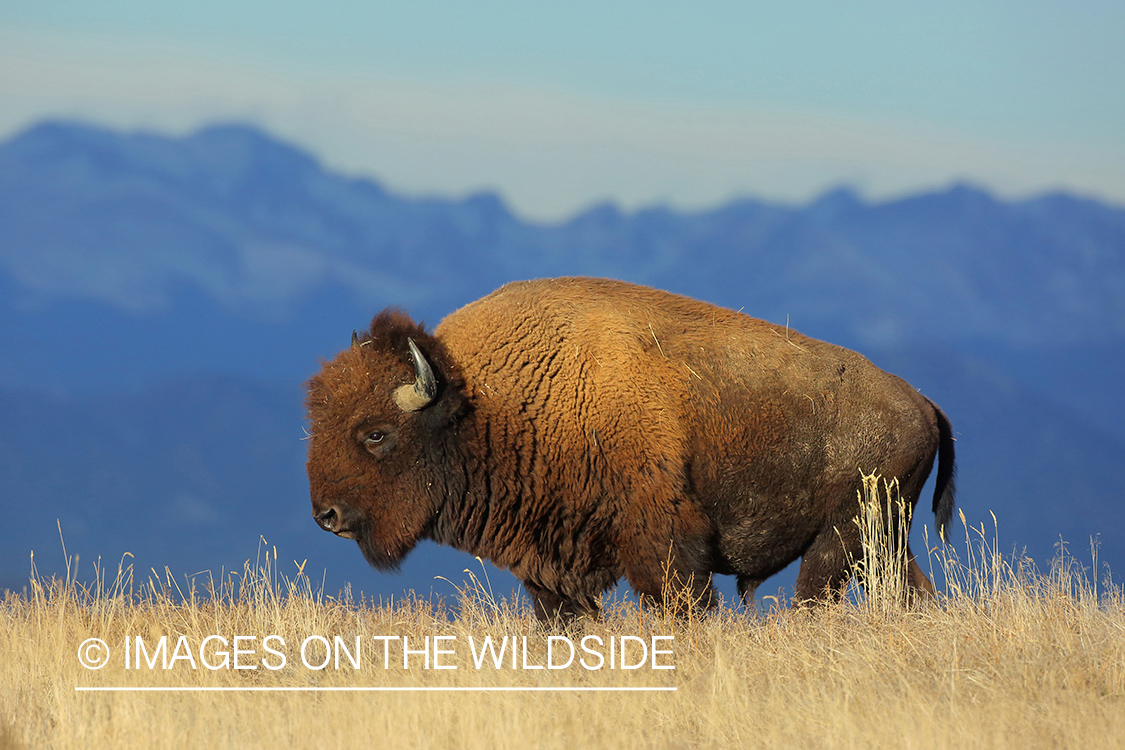 Bison in field.