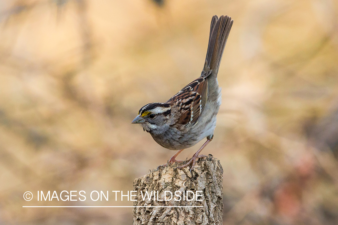 White throated sparrow.