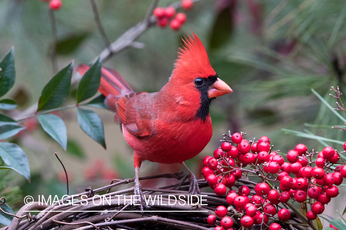 Northern Cardinal on branch.