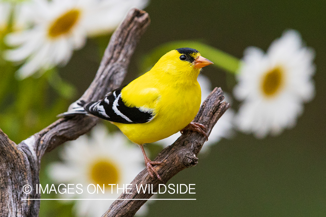 Gold Finch on branch.