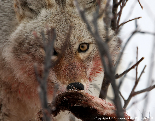 Coyote feeding on kill. 