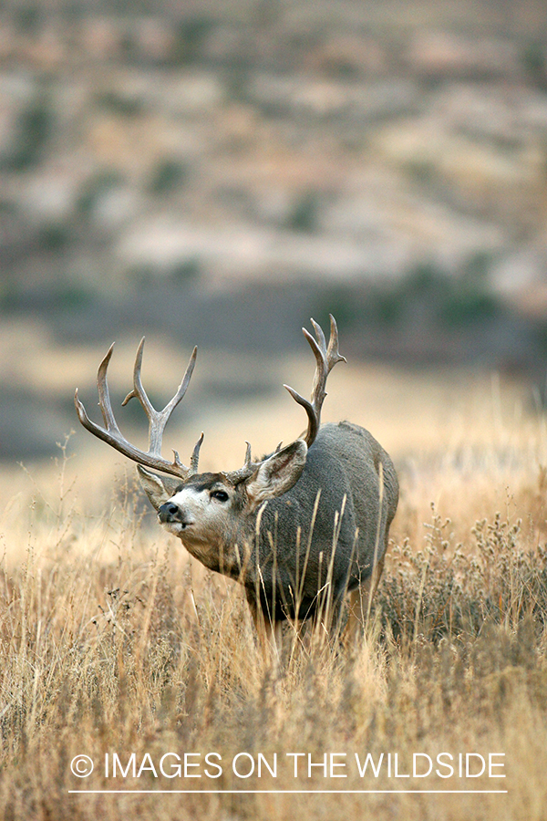 Mule deer buck in habitat. 