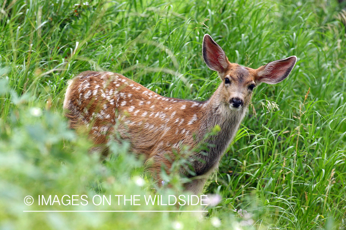 Mule deer fawn in habitat. 