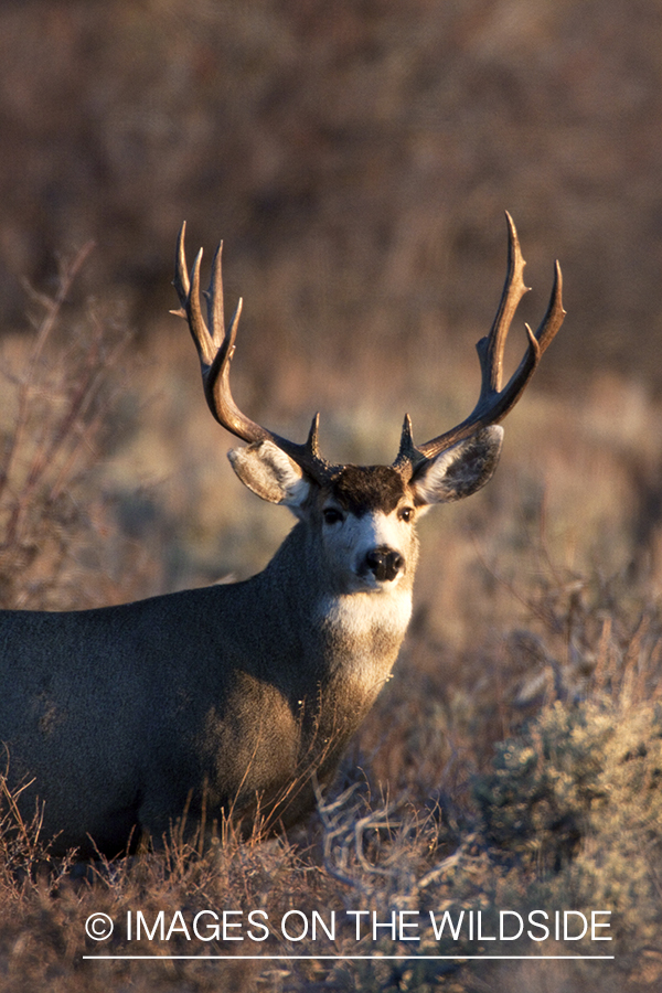 Mule deer buck in habitat