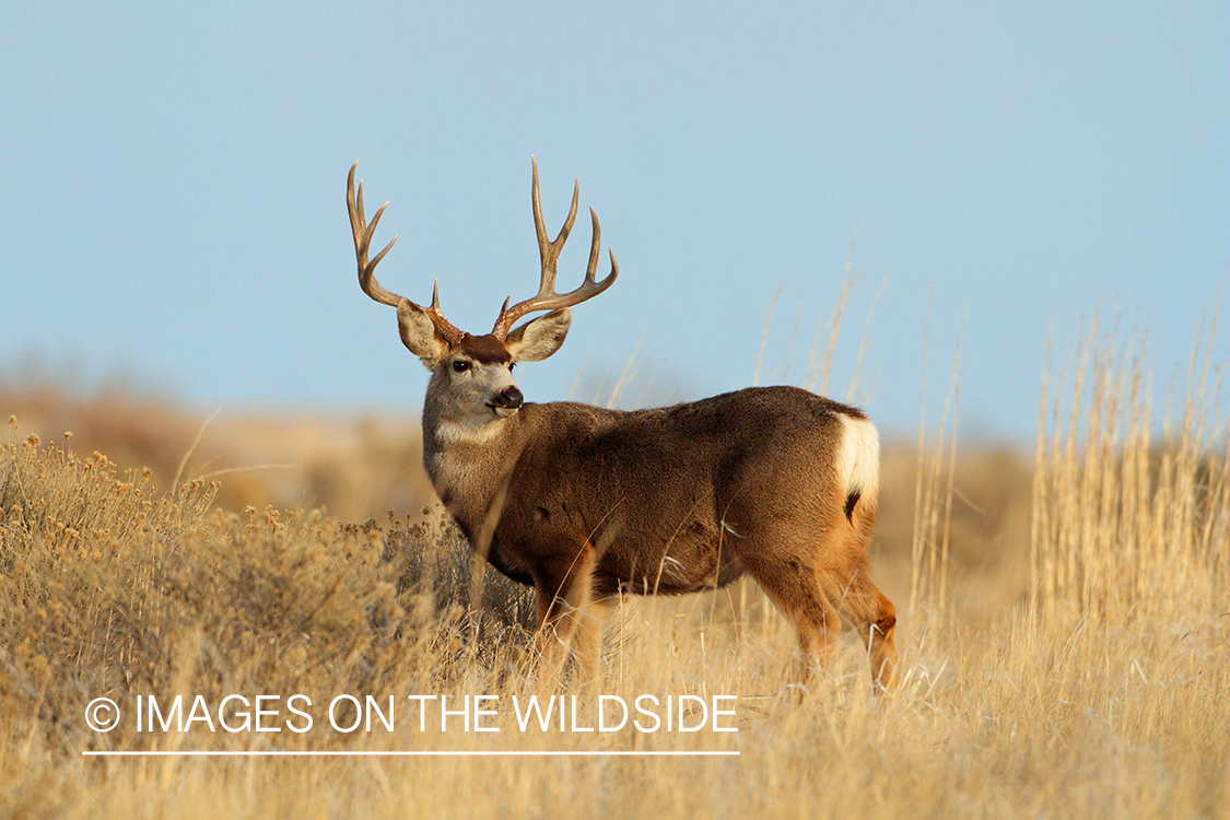 Mule Deer buck in habitat.