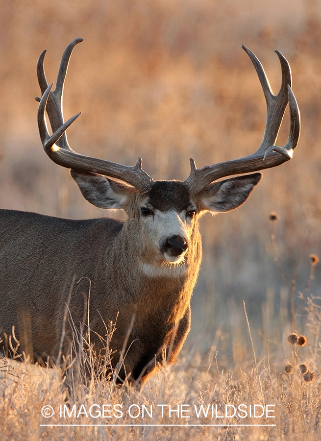 Mule deer buck in habitat.