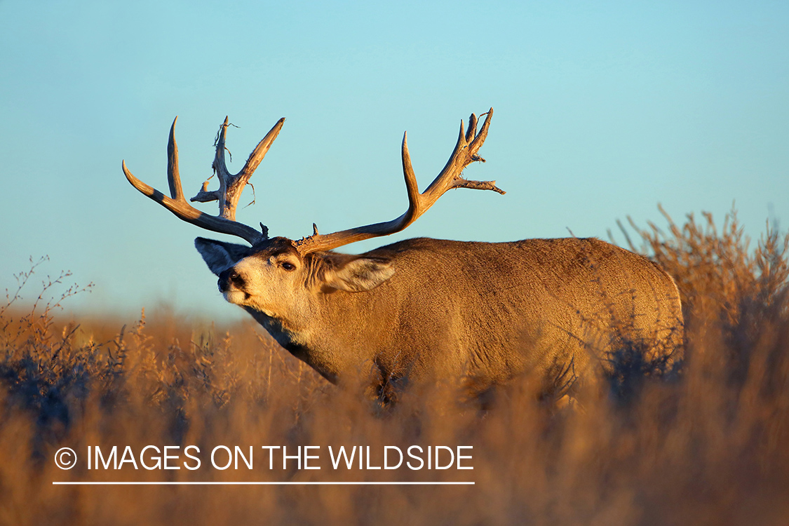 Mule deer buck in field.