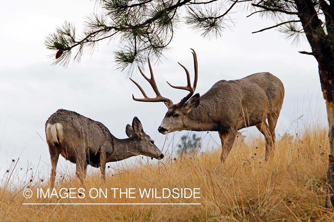 Mule deer buck and doe in field during the rut.