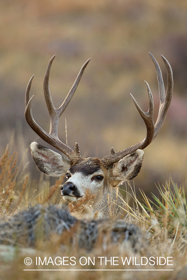 Mule deer buck in field.