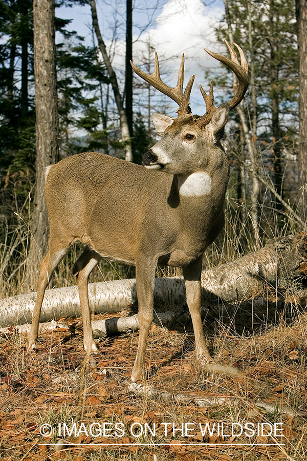 White-tailed deer in habitat