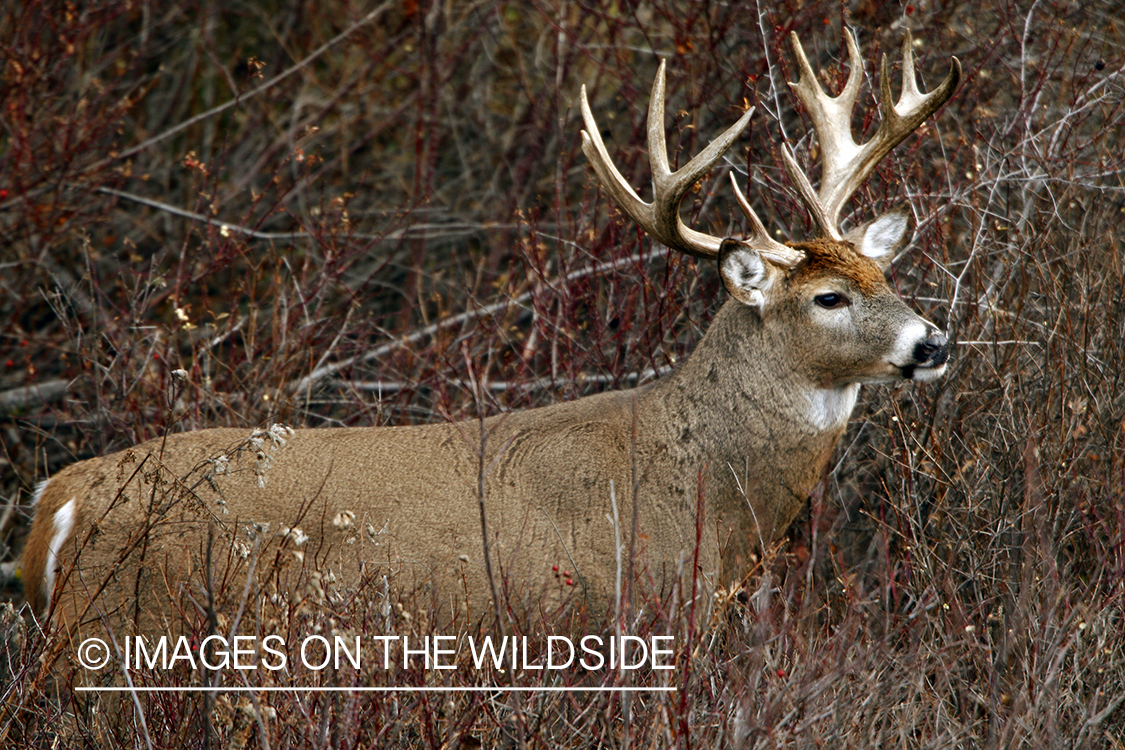 Whitetail Buck