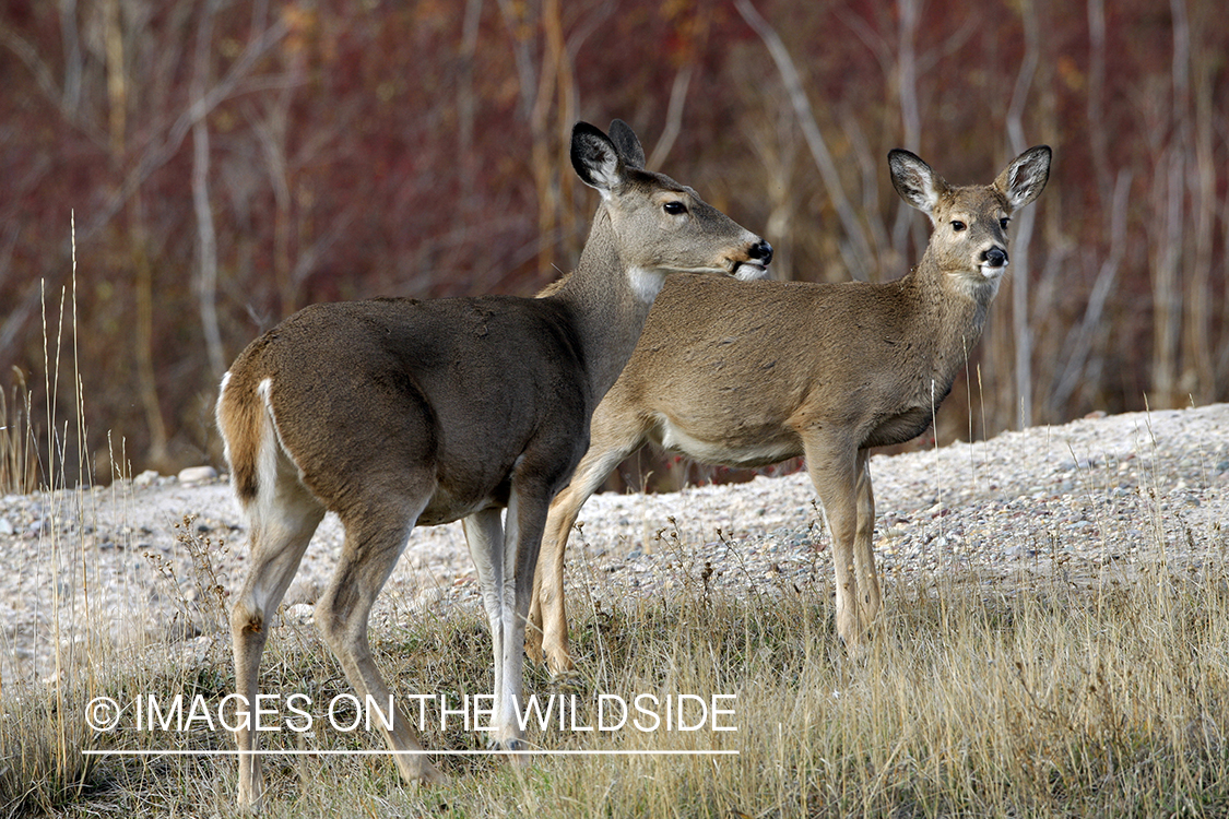 Whitetail Deer