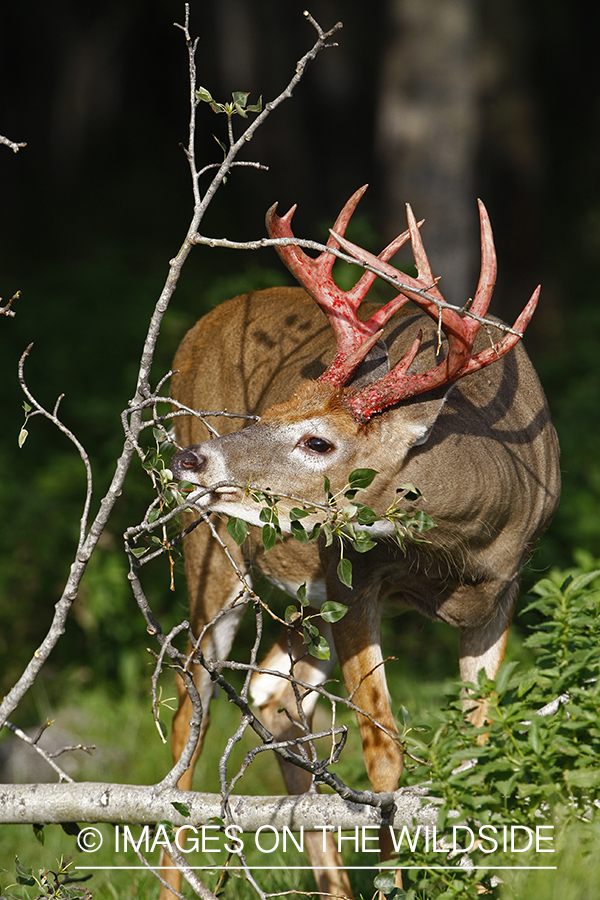 Whitetail buck shedding velvet