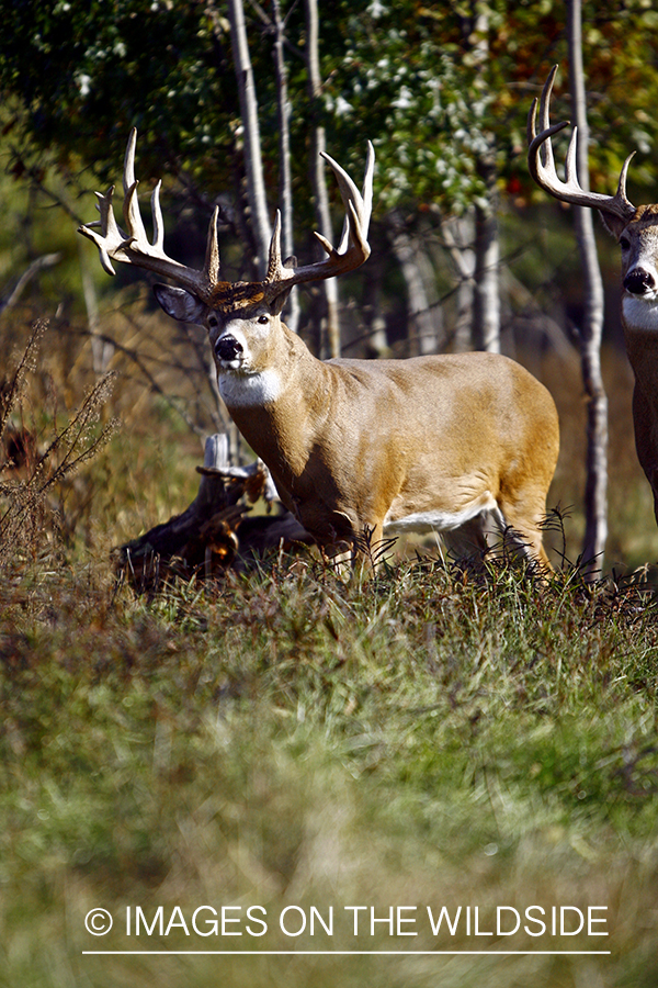 Whitetail buck in habitat