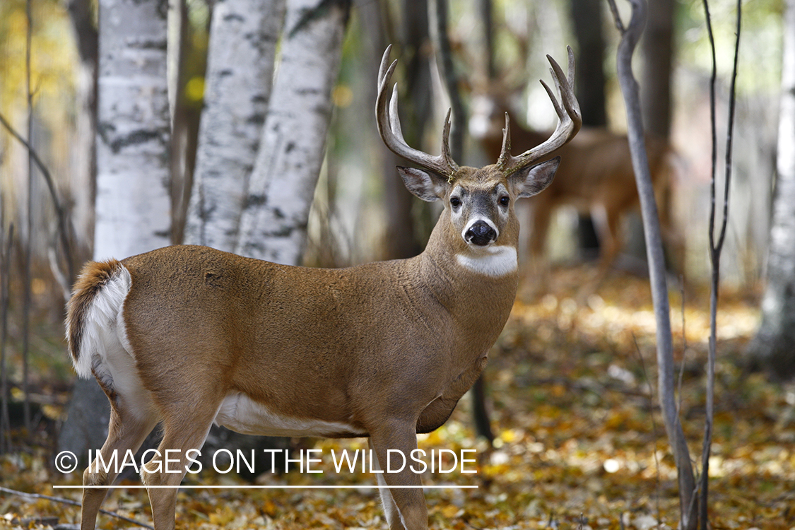 Whitetail buck in habitat