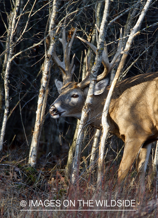 Whitetail buck rubbing antlers in tree.