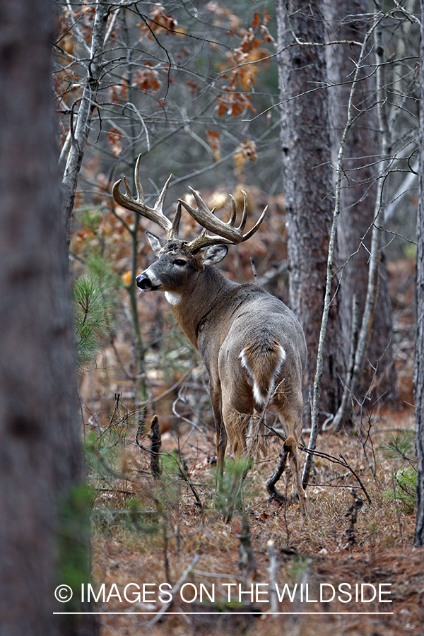 Whitetail buck in habitat.