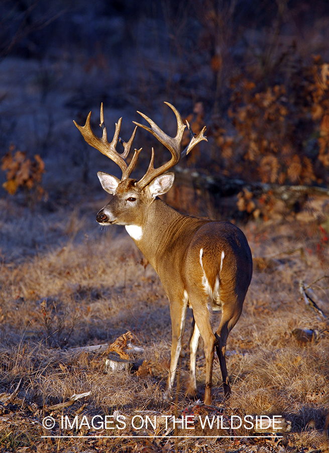 Whitetail buck in habitat.