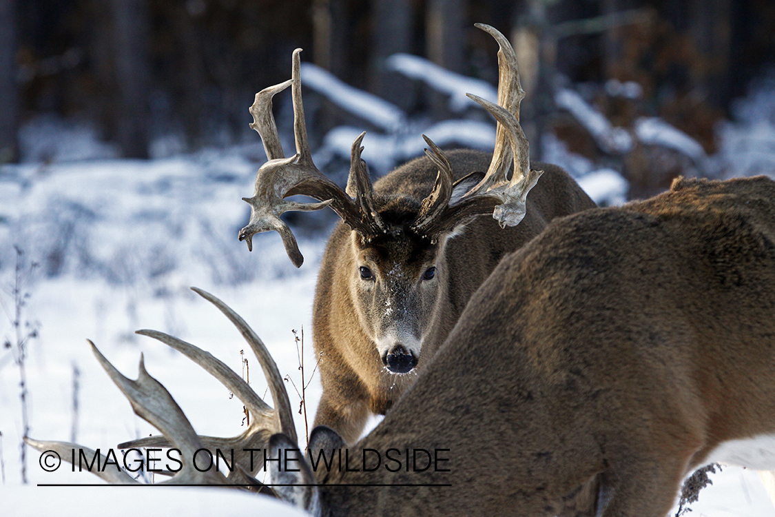 White-tailed buck in habitat.