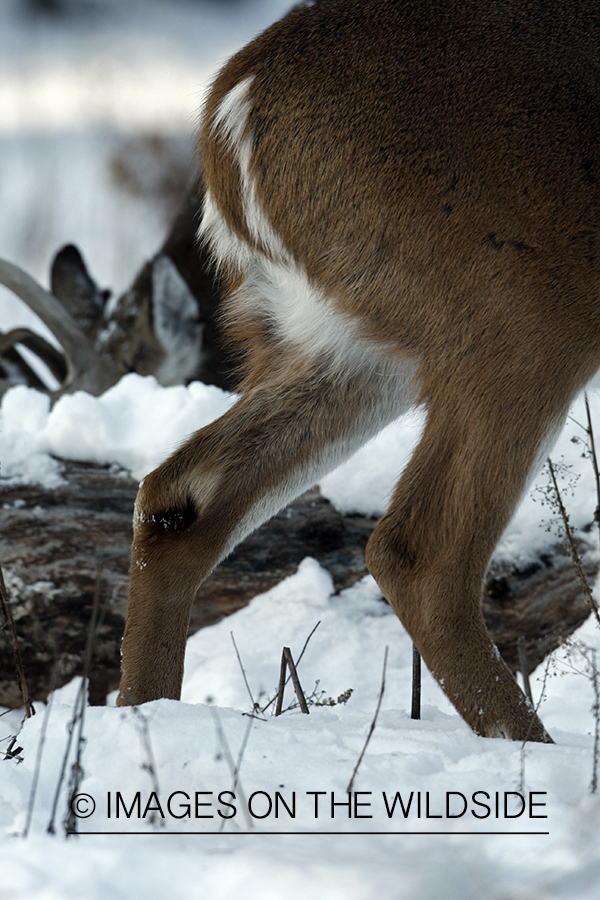 White-tailed buck in habitat.