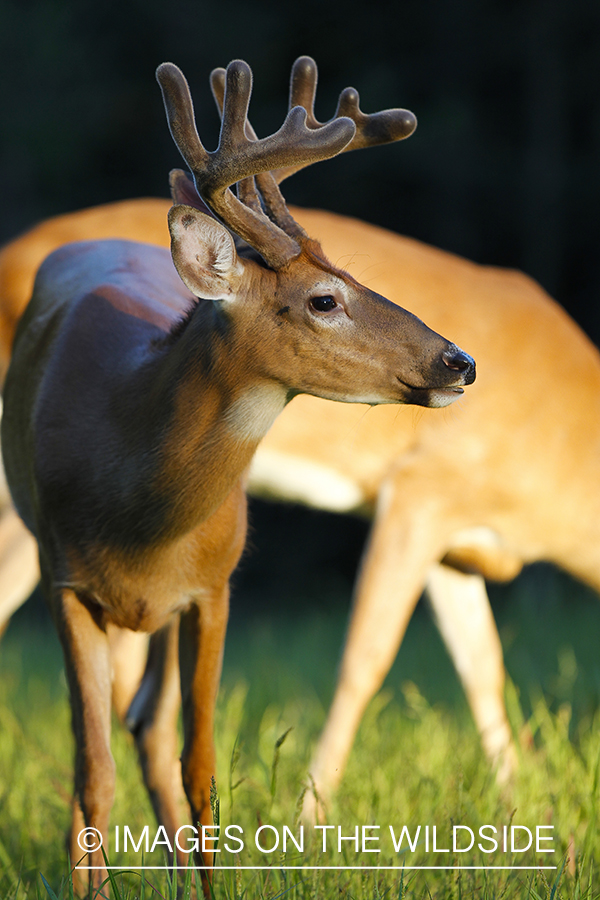 Whie-tailed deer apple creek