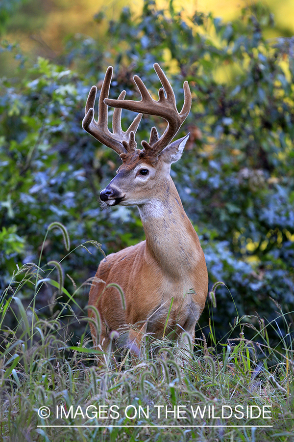 White-tailed buck in velvet 