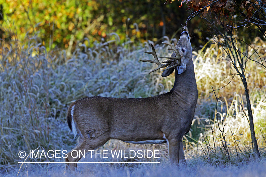 White-tailed buck in habitat. *